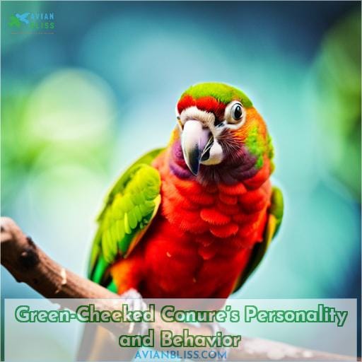 Green-Cheeked Conure’s Personality and Behavior