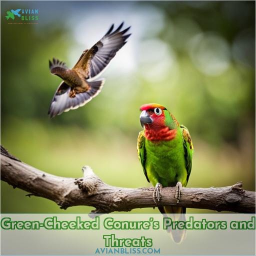 Green-Cheeked Conure’s Predators and Threats