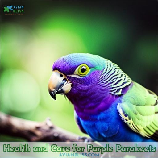Health and Care for Purple Parakeets