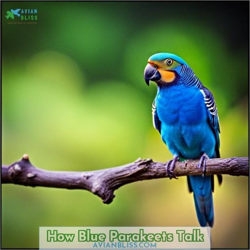 How Blue Parakeets Talk