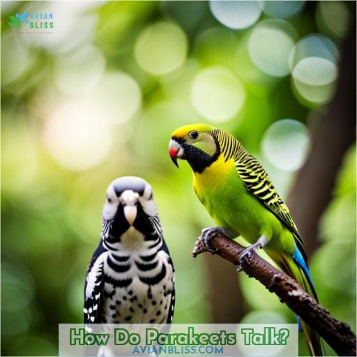 How Do Parakeets Talk