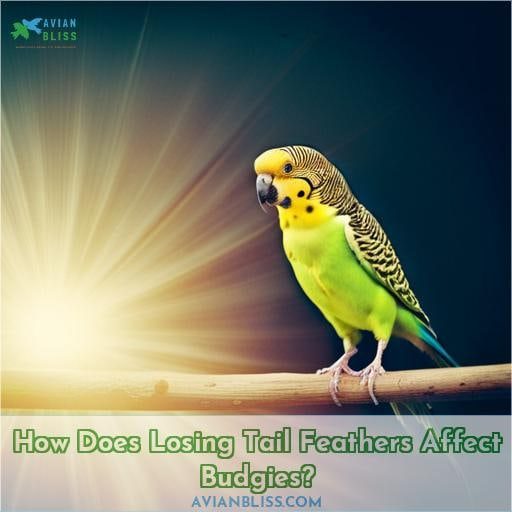 How Does Losing Tail Feathers Affect Budgies