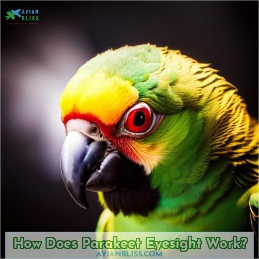 How Does Parakeet Eyesight Work