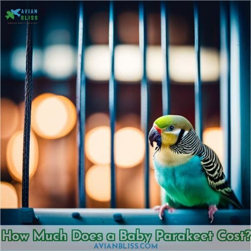 How Much Does a Baby Parakeet Cost