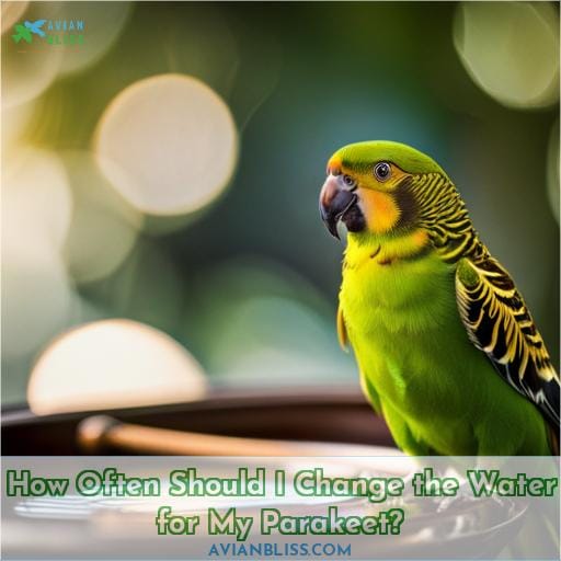 How Often Should I Change the Water for My Parakeet