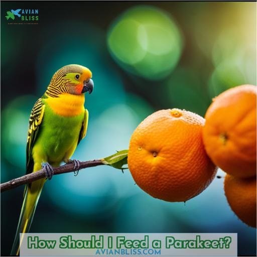 How Should I Feed a Parakeet