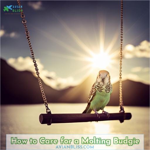 How to Care for a Molting Budgie
