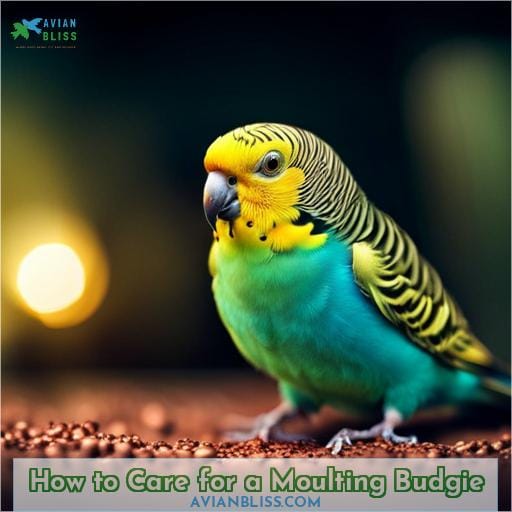 How to Care for a Moulting Budgie
