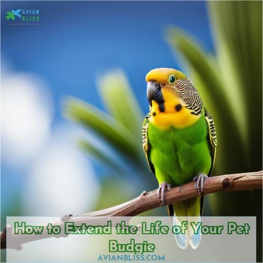 How to Extend the Life of Your Pet Budgie