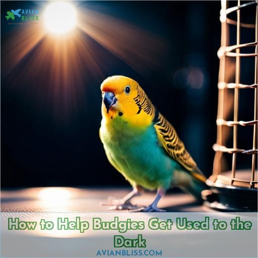 How to Help Budgies Get Used to the Dark