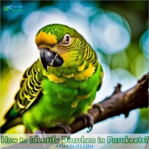 How to Identify Diarrhea in Parakeets