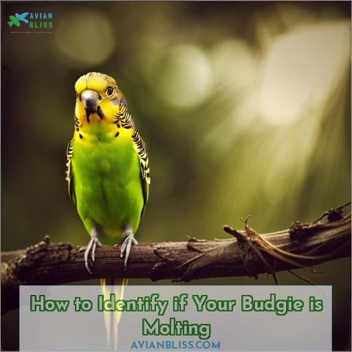 How to Identify if Your Budgie is Molting