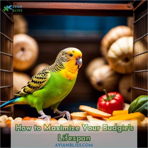 How to Maximize Your Budgie