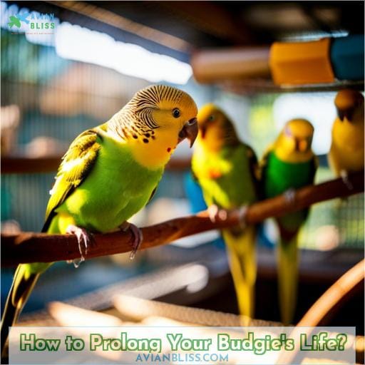 How to Prolong Your Budgie