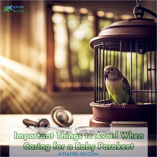 Important Things to Avoid When Caring for a Baby Parakeet