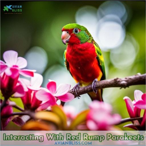 Interacting With Red Rump Parakeets