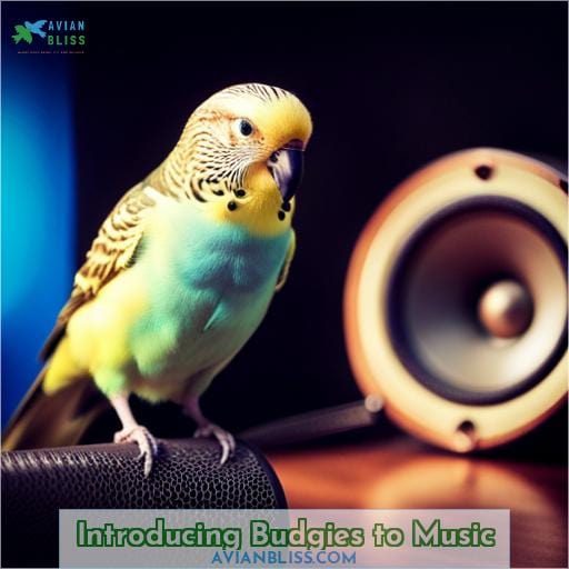 Introducing Budgies to Music