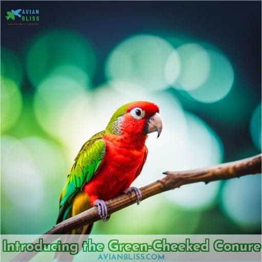 Introducing the Green-Cheeked Conure