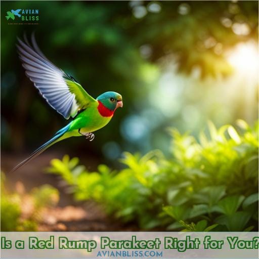 Is a Red Rump Parakeet Right for You