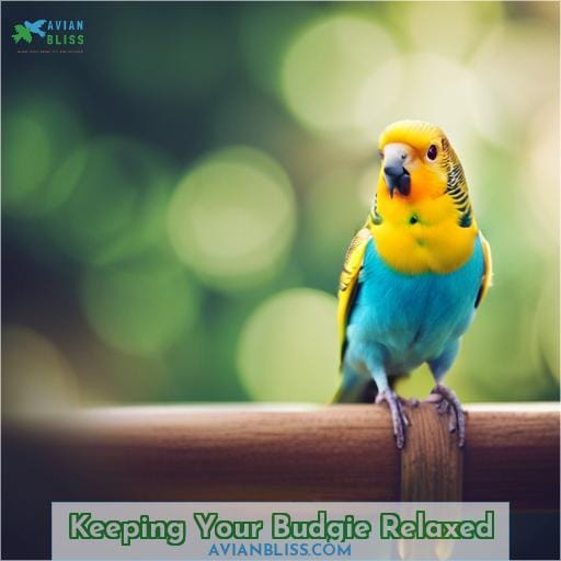 Keeping Your Budgie Relaxed