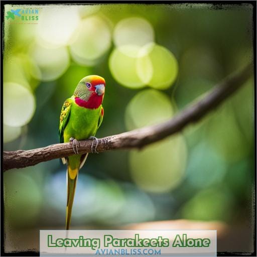 Leaving Parakeets Alone