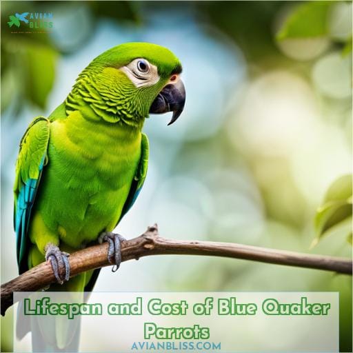 Lifespan and Cost of Blue Quaker Parrots