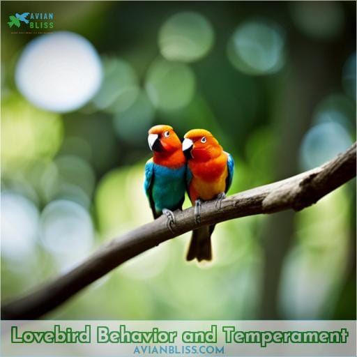Lovebird Behavior and Temperament