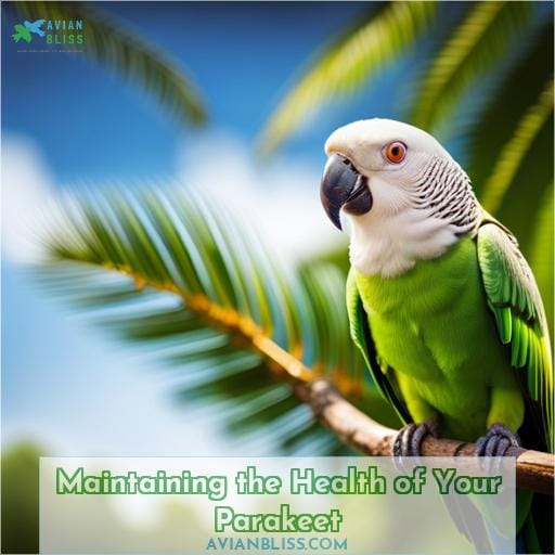 Maintaining the Health of Your Parakeet