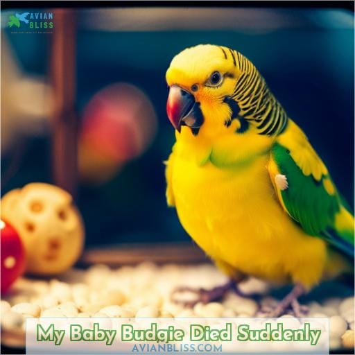 My Baby Budgie Died Suddenly