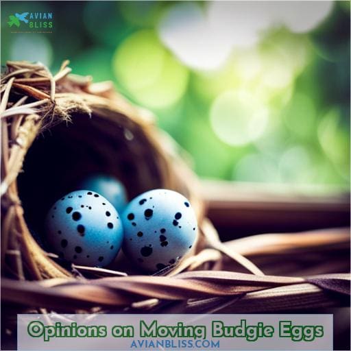 Opinions on Moving Budgie Eggs