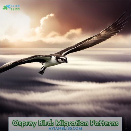 Osprey Bird: Migration Patterns