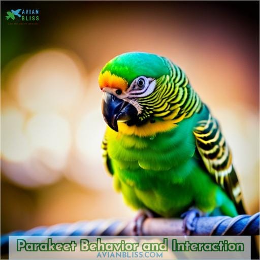 Parakeet Behavior and Interaction