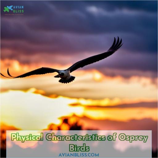 Physical Characteristics of Osprey Birds