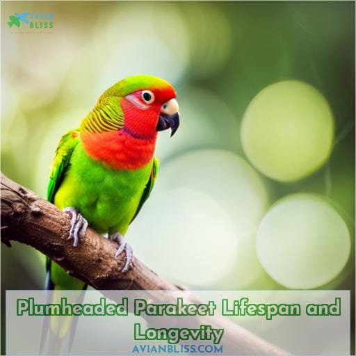 Plumheaded Parakeet Lifespan and Longevity