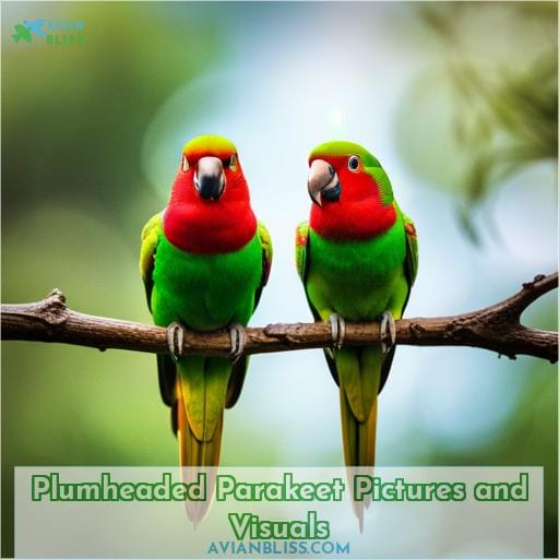 Plumheaded Parakeet Pictures and Visuals