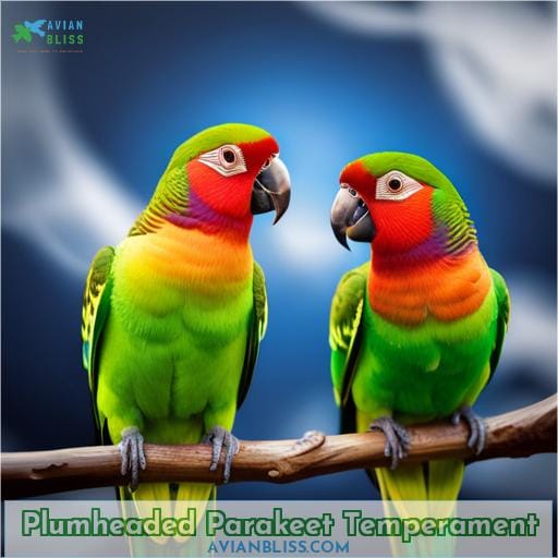 Plumheaded Parakeet Temperament