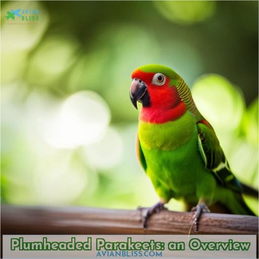 Plumheaded Parakeets: an Overview