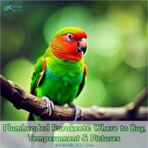plumheaded parakeets pictures where to buy and temperament info