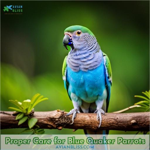 Proper Care for Blue Quaker Parrots