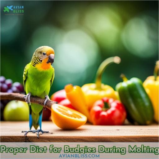 Proper Diet for Budgies During Molting