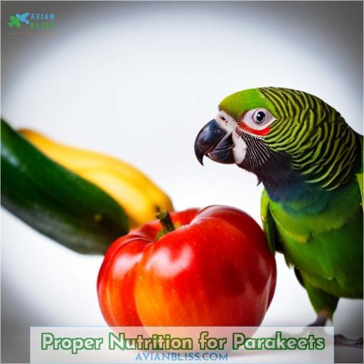 Proper Nutrition for Parakeets