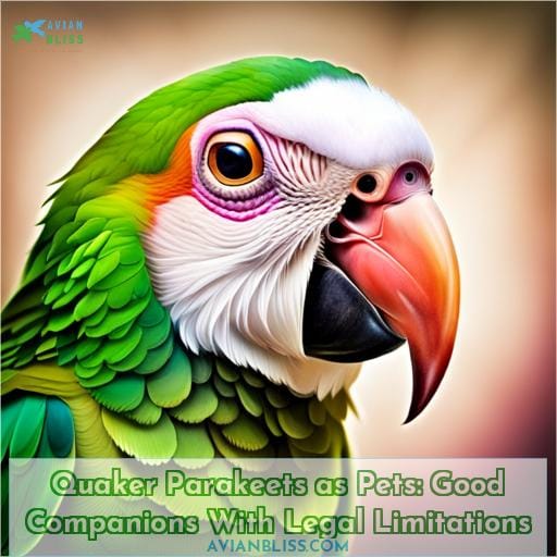 Quaker Parakeets as Pets: Good Companions With Legal Limitations