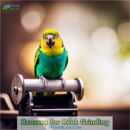 Reasons for Beak Grinding