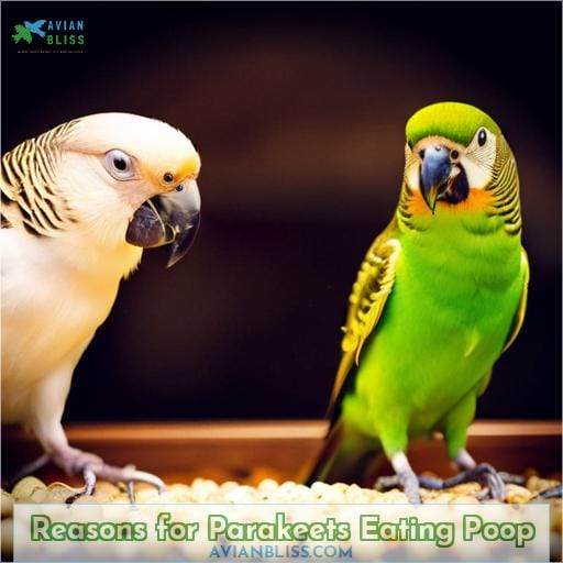 Reasons for Parakeets Eating Poop