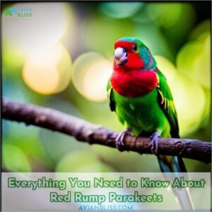 red rump parakeets everything you need to know before getting one