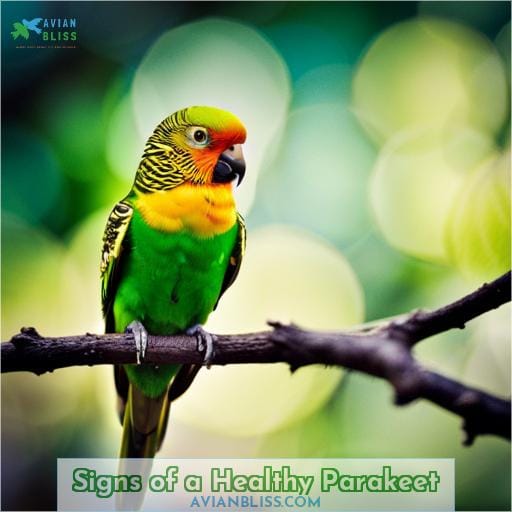 Signs of a Healthy Parakeet