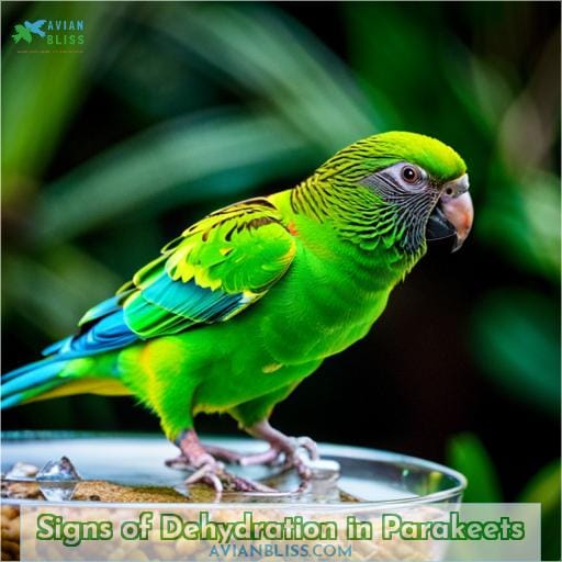 Signs of Dehydration in Parakeets