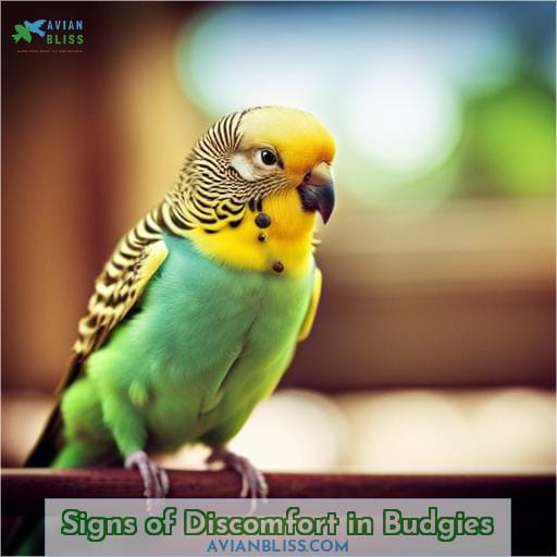 Signs of Discomfort in Budgies