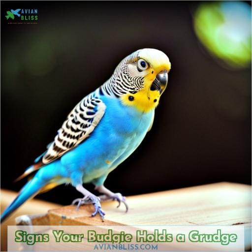 Signs Your Budgie Holds a Grudge