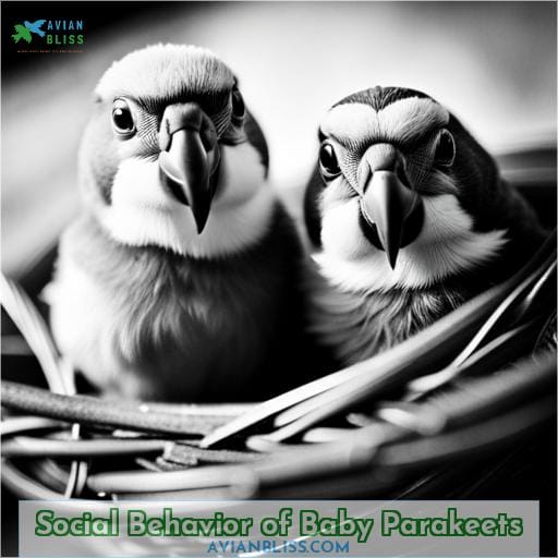 Social Behavior of Baby Parakeets